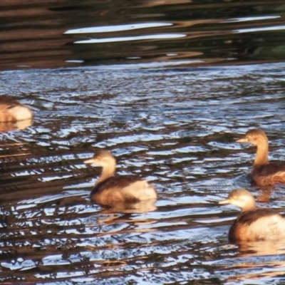 Tachybaptus novaehollandiae (Australasian Grebe) at Wagga Wagga, NSW - 14 May 2023 by RobParnell