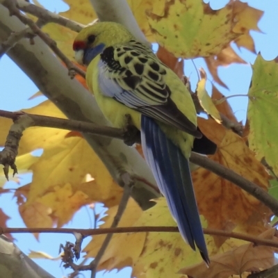 Platycercus elegans flaveolus (Yellow Rosella) at Wagga Wagga, NSW - 14 May 2023 by RobParnell