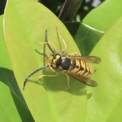 Vespula germanica (European wasp) at Jugiong, NSW - 11 May 2023 by RobParnell