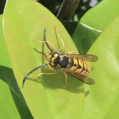 Vespula germanica (European Wasp, German Yellowjacket Wasp) at Jugiong, NSW - 11 May 2023 by RobParnell