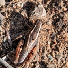 Phaulacridium vittatum (Wingless Grasshopper) at Higgins Woodland - 14 May 2023 by Untidy