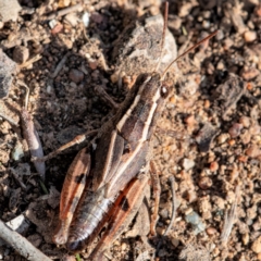 Phaulacridium vittatum (Wingless Grasshopper) at Higgins, ACT - 14 May 2023 by Untidy