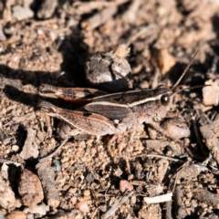 Phaulacridium vittatum at Higgins, ACT - 14 May 2023 02:57 PM