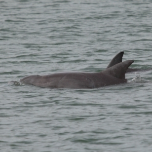 Tursiops truncatus at Cleveland, QLD - 14 May 2023