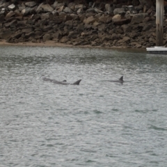 Tursiops truncatus at Cleveland, QLD - 14 May 2023