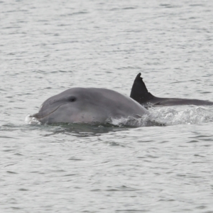 Tursiops truncatus at Cleveland, QLD - 14 May 2023 10:57 AM