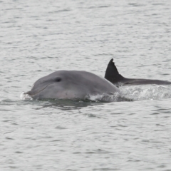 Tursiops truncatus (Bottlenose Dolphin) at Cleveland, QLD - 14 May 2023 by TimL