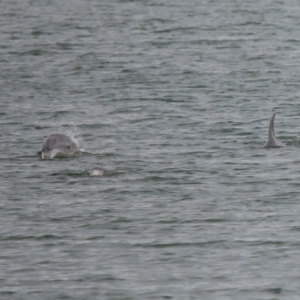 Tursiops truncatus at Cleveland, QLD - 14 May 2023 10:57 AM