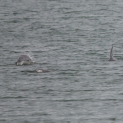 Tursiops truncatus at Cleveland, QLD - 14 May 2023