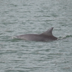 Tursiops truncatus at Cleveland, QLD - 14 May 2023 10:57 AM