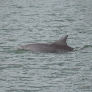 Tursiops truncatus at Cleveland, QLD - 14 May 2023 10:57 AM