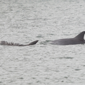 Tursiops truncatus at Cleveland, QLD - 14 May 2023 10:57 AM