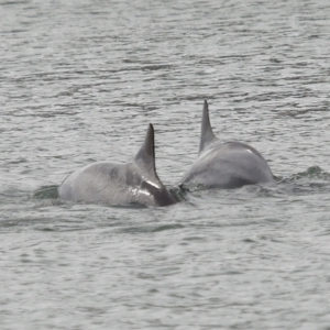 Tursiops truncatus at Cleveland, QLD - 14 May 2023 10:57 AM