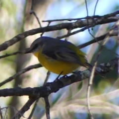 Eopsaltria australis (Eastern Yellow Robin) at Woodlands - 10 May 2023 by Curiosity