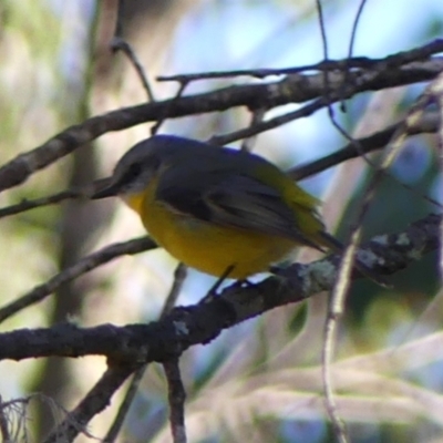 Eopsaltria australis (Eastern Yellow Robin) at Wingecarribee Local Government Area - 10 May 2023 by Curiosity