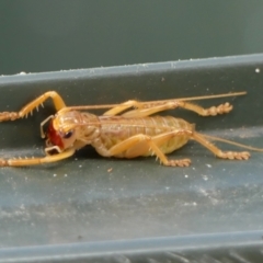 Gryllacrididae sp. (family) (Wood, Raspy or Leaf Rolling Cricket) at Braemar, NSW - 13 May 2023 by Curiosity