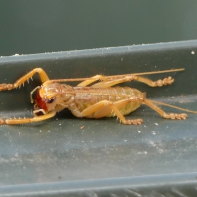 Gryllacrididae sp. (family) (Wood, Raspy or Leaf Rolling Cricket) at Braemar - 13 May 2023 by Curiosity