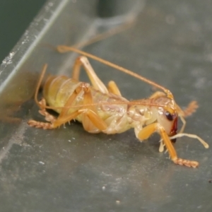 Gryllacrididae (family) at Braemar, NSW - 13 May 2023