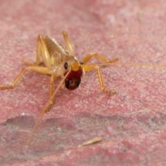 Gryllacrididae (family) at Braemar, NSW - 13 May 2023 02:25 PM