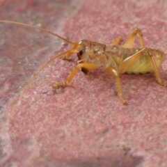 Gryllacrididae (family) at Braemar, NSW - 13 May 2023 02:25 PM