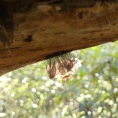 Unidentified Other Cryptogam at Colo Vale, NSW - 18 Mar 2023 by Curiosity