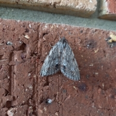 Chlenias banksiaria group (A Geometer moth) at QPRC LGA - 14 May 2023 by Liam.m