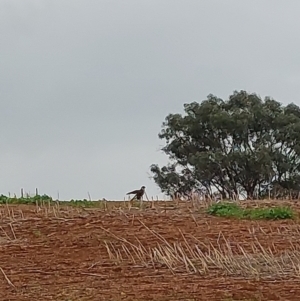 Falco berigora at Burrumbuttock, NSW - 1 May 2023 01:42 PM