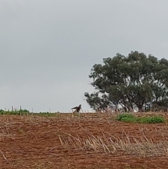 Falco berigora (Brown Falcon) at Burrumbuttock, NSW - 1 May 2023 by RobCook