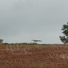 Falco berigora at Burrumbuttock, NSW - 1 May 2023 01:42 PM