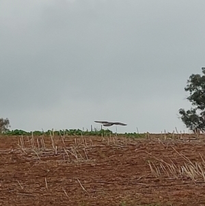 Falco berigora at Burrumbuttock, NSW - 1 May 2023