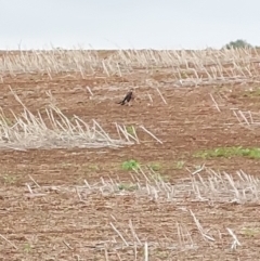 Falco berigora at Burrumbuttock, NSW - 1 May 2023 01:42 PM