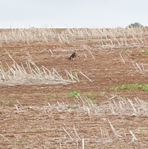 Falco berigora at Burrumbuttock, NSW - 1 May 2023 01:42 PM