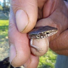 Ctenotus robustus (Robust Striped-skink) at Wirlinga, NSW - 13 Apr 2023 by RobCook