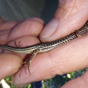 Ctenotus robustus at Albury - 13 Apr 2023 05:20 PM