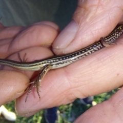 Ctenotus robustus at Albury - 13 Apr 2023