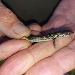 Ctenotus robustus at Albury - 13 Apr 2023 05:20 PM