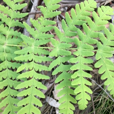 Histiopteris incisa (Bat's-Wing Fern) at Lower Boro, NSW - 12 May 2023 by mcleana
