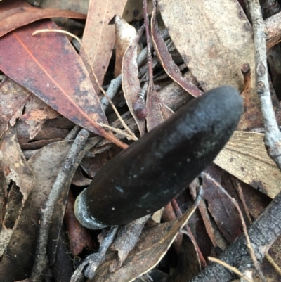 Drechmeria gunnii (Dark Vegetable Caterpillar) at Lower Boro, NSW - 13 May 2023 by mcleana