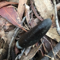 Drechmeria gunnii (Dark Vegetable Caterpillar) at Lower Boro, NSW - 12 May 2023 by mcleana