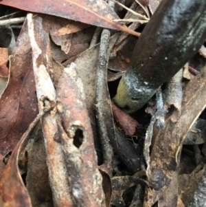 Drechmeria gunnii at Lower Boro, NSW - 13 May 2023