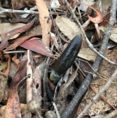 Drechmeria gunnii at Lower Boro, NSW - 13 May 2023