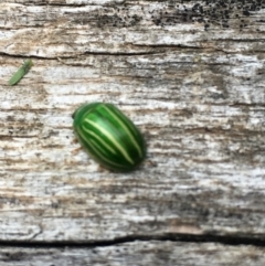 Peltoschema sp. (genus) (Leaf beetle) at Lower Boro, NSW - 13 May 2023 by mcleana