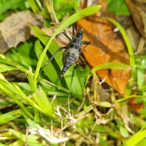 Boreoides subulatus at Lyons, ACT - 10 May 2023