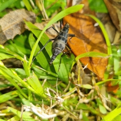 Boreoides subulatus (Wingless Soldier Fly) at Lyons, ACT - 9 May 2023 by pixelnips