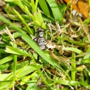 Boreoides subulatus at Lyons, ACT - 10 May 2023