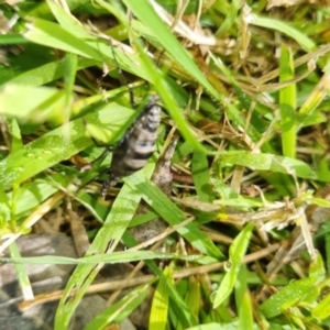 Boreoides subulatus at Lyons, ACT - 10 May 2023