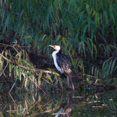 Microcarbo melanoleucos (Little Pied Cormorant) at Wodonga - 13 May 2023 by AlburyCityEnviros