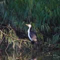 Microcarbo melanoleucos at Wodonga, VIC - 14 May 2023