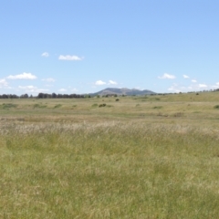 Avena sp. (Wild Oats) at Jarramlee-West MacGregor Grasslands - 25 Nov 2022 by michaelb