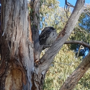 Podargus strigoides at Weston, ACT - 15 May 2023